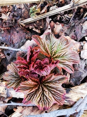 Filipendula camtschatica