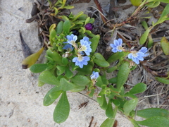 Scaevola calendulacea, photograph (c) ttsquid, some rights reserved (CC BY)