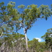 Corymbia stockeri - Photo (c) Dean Nicolle, some rights reserved (CC BY-NC), uploaded by Dean Nicolle