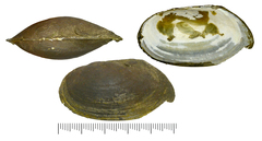 Buldowskia flavotincta