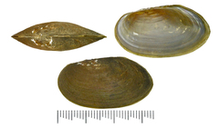 Buldowskia flavotincta