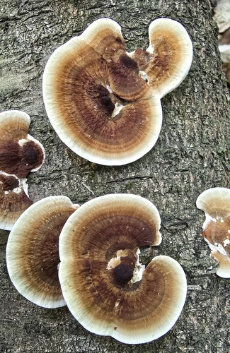 Daedaleopsis confragosa tricolor
