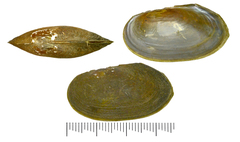 Buldowskia flavotincta