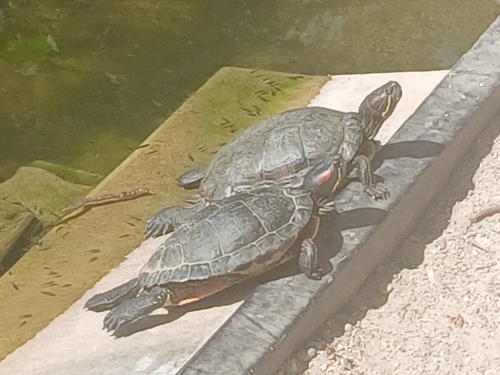 Red-eared Slider