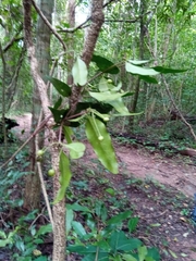 Coptosperma