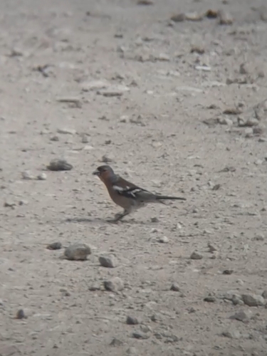 Common Chaffinch