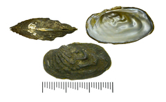 Nodularia douglasiae