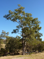 Eucalyptus raveretiana
