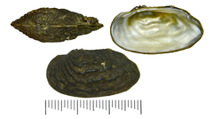 Nodularia douglasiae