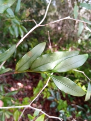 Pyrostria