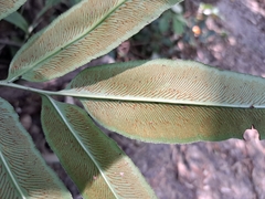 Coniogramme japonica