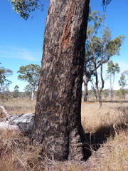 Eucalyptus erosa