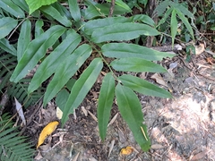 Coniogramme japonica, photograph (c) vrxz, some rights reserved (CC BY-SA)