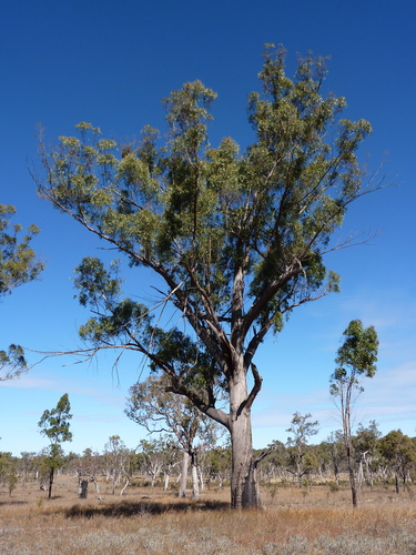 Eucalyptus erosa 3