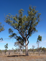 Eucalyptus erosa