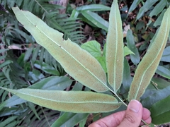 Coniogramme japonica, photograph (c) vrxz, some rights reserved (CC BY-SA)