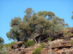 Eucalyptus morrisii
