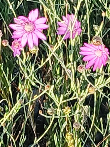 Immortelle