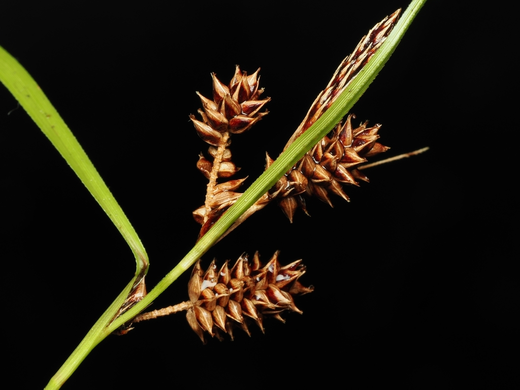 Carex dissita; photograph (c) Angus Campbell, some rights reserved (CC BY)