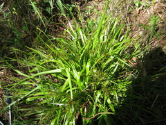 Juncus planifolius