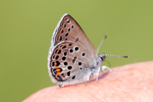 Cranberry Blue