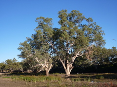 Eucalyptus camaldulensis arida