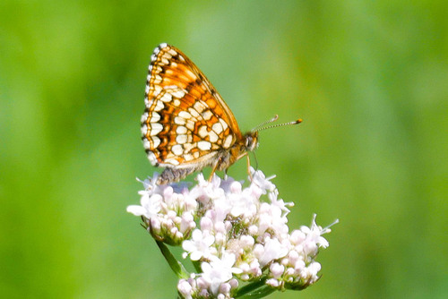 False Heath Fritillary