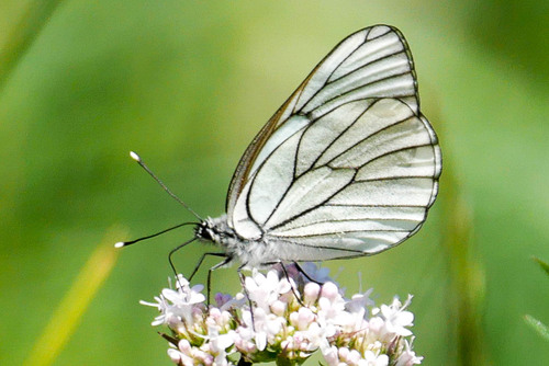 Black-veined White