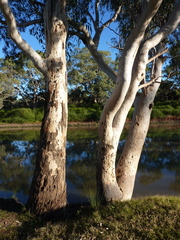 Eucalyptus camaldulensis arida