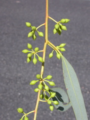 Eucalyptus camaldulensis arida