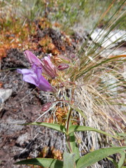 Penstemon lyallii