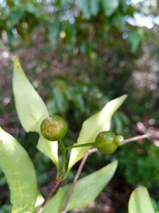 Pyrostria