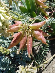 Astragalus nuttallii nuttallii