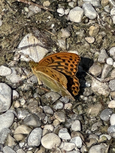 Silver-washed Fritillary