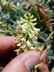 Astragalus nuttallii nuttallii
