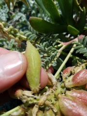 Astragalus nuttallii nuttallii