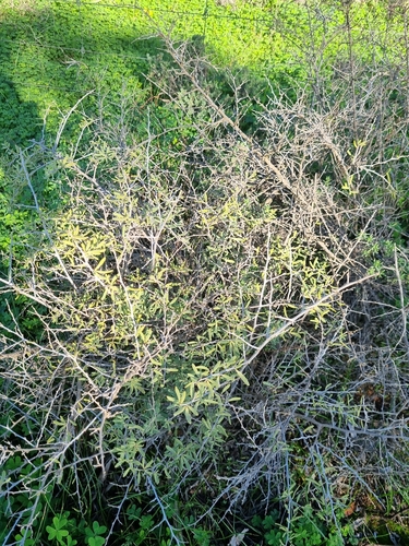 nitre bush