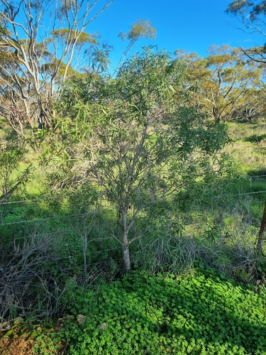 Native apricot