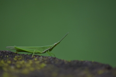 Atractomorpha lata