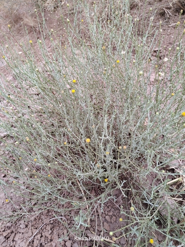 Pulicaria undulata