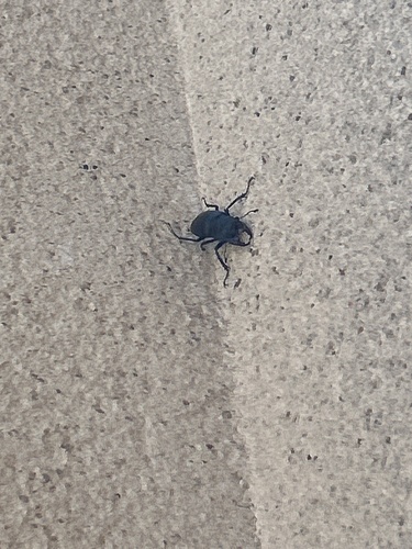 European Stag Beetle