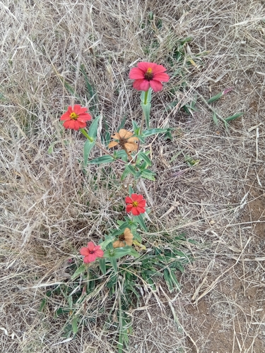 Peruvian zinnia