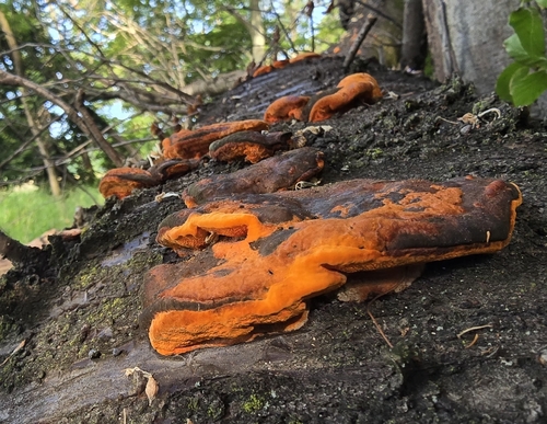 Northern Cinnabar Polypore