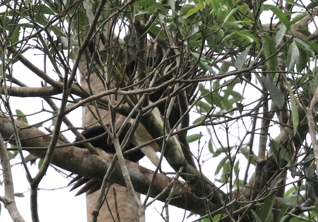 Samar Hornbill (Penelopides samarensis), photo 6