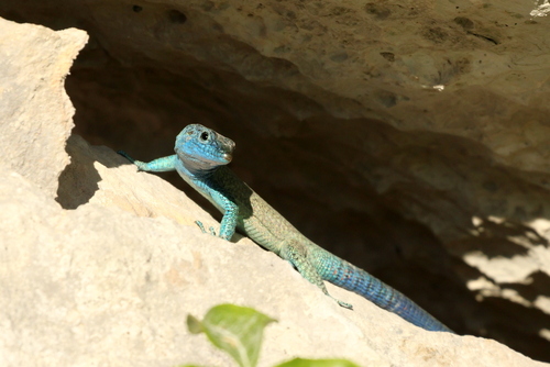 Sharp-snouted Rock Lizard