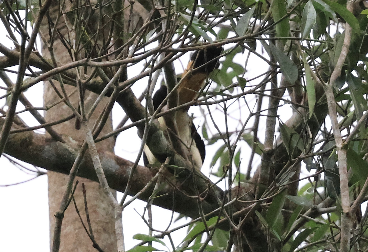 Samar Hornbill (Penelopides samarensis), photo 7