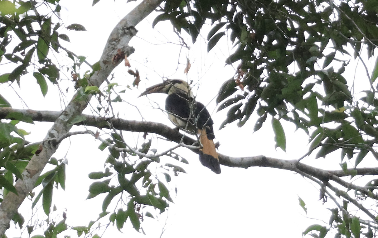 Samar Hornbill (Penelopides samarensis), photo 8