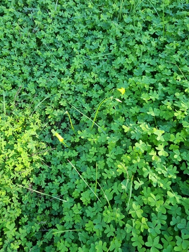 Bermuda buttercup