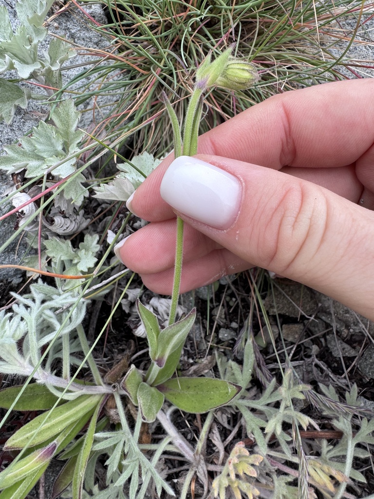 Silene obscura