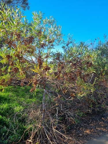 western coastal wattle